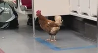 img of 多伦多地铁上出现鸡乘坐的视频