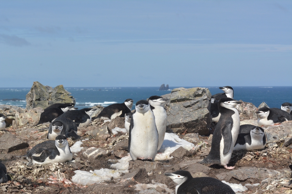 img of 巴拉迪亚企鹅一天进行超过10,000次数秒长“微睡”，研究发现
