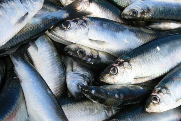 img of 卑诗省敞口渔场中，野生鲑鱼保育组织对鲱鱼死亡的担忧升级