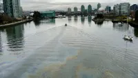 img of 海岸警卫队调查覆盖温哥华假溪的油膜