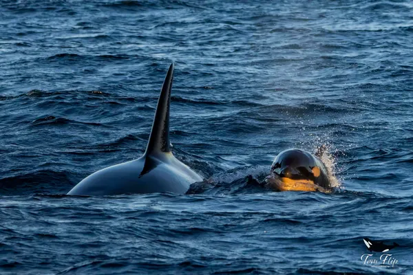 img of 不列颠哥伦比亚发现新的虎鲸幼崽，为目击创下的纪录年添彩