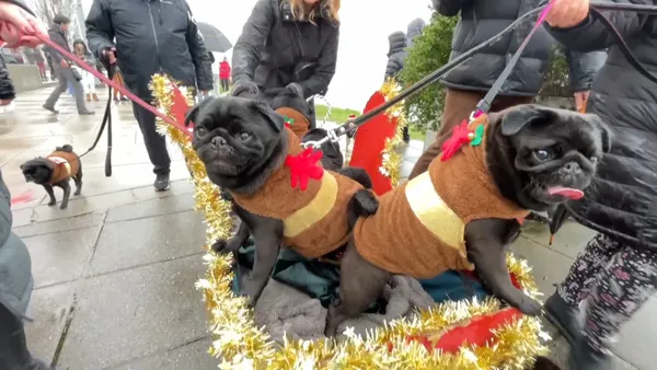 img of 观看：盛装出席的狗狗们在温哥华大都会的木栈道上游行