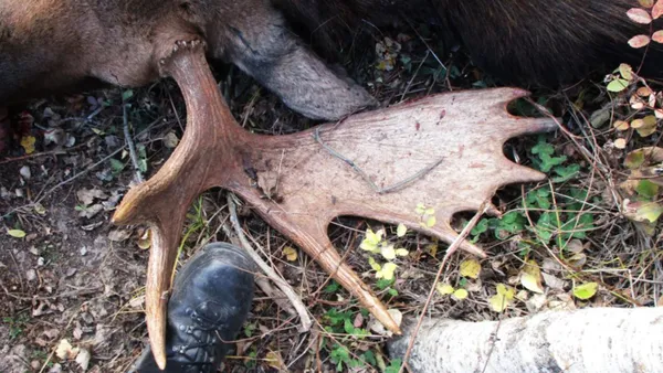 img of 不列颠哥伦比亚省猎人因越季杀死鹿被罚款10,000元并被禁猎3年