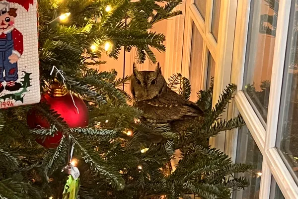 img of 肯塔基州一家庭在圣诞树上得到一份早期礼物：一只小猫头鹰