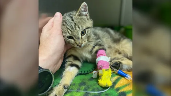img of 卑诗省一只受伤的小猫在被发现后康复中：BC SPCA
