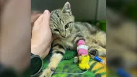 img of 卑诗省一只受伤的小猫在被发现后康复中：BC SPCA