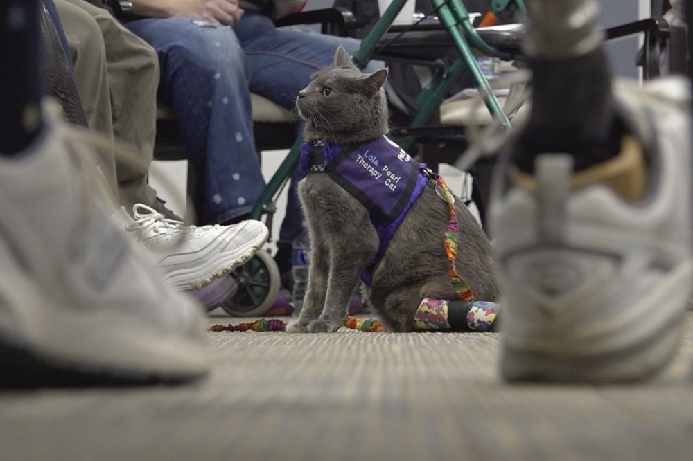 img of 俄亥俄州的猫主人与残疾猫通过动物疗法分享截肢历程并帮助他人