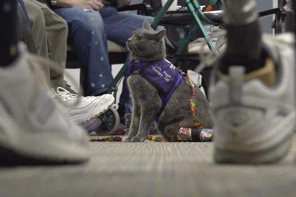 img of 俄亥俄州的猫主人与残疾猫通过动物疗法分享截肢历程并帮助他人