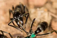 img of 蚁生物素：一种蚂蚁特定物种如何识别和治疗其他蚂蚁受感染的伤口