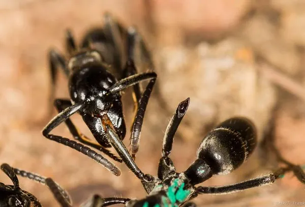 img of 蚁生物素：一种蚂蚁特定物种如何识别和治疗其他蚂蚁受感染的伤口