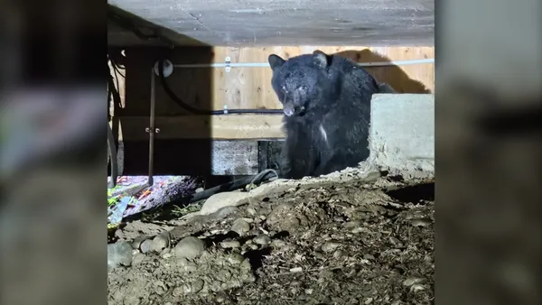 img of 温哥华岛夫妇发现一只黑熊就住在他们的甲板下