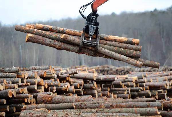 img of 魁北克和安大略的北部森林和驯鹿群正在因伐木而恶化，研究表明