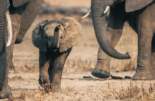 img of 非洲大象种群状况稳定，但长期可持续性需要更多联系的保护区：研究