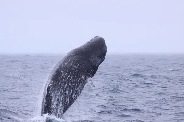 img of 白头鲸与人类有更多相似之处：达尔豪西研究人员