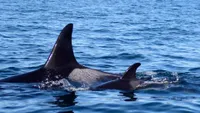 img of 南部居民虎鲸J组在圣诞节发现了新生虎鲸幼仔，研究人员称